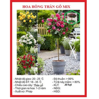 Hạt giống hoa hồng thân gỗ nhiều màu 20 hạt - kèm 3 viên nén ươm hạt - DC