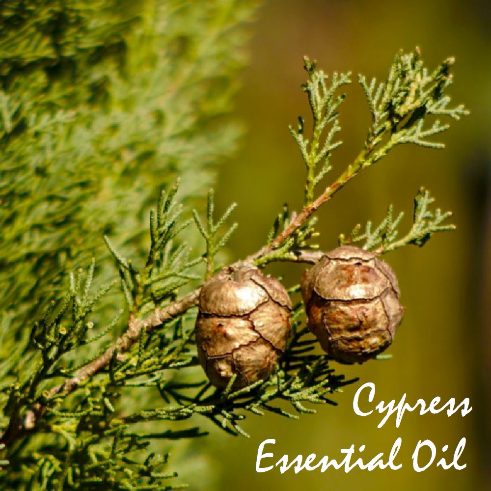 Tinh dầu Trắc bách diệp Cypress Essential Oil