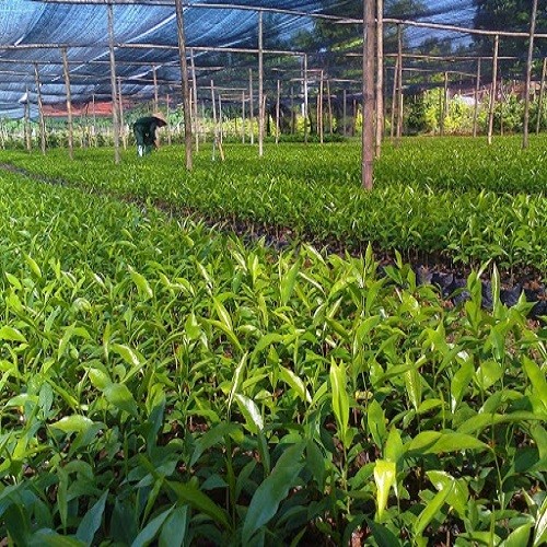 Combo 5 Cây giống trầm hương