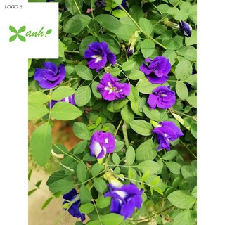 20 Hạt giống Hoa Đậu Biếc (Dễ trồng)