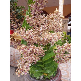 Hoa lan măng cụt xưa