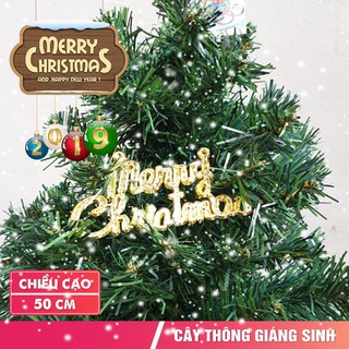 Cây thông mini để bàn Greennetworks