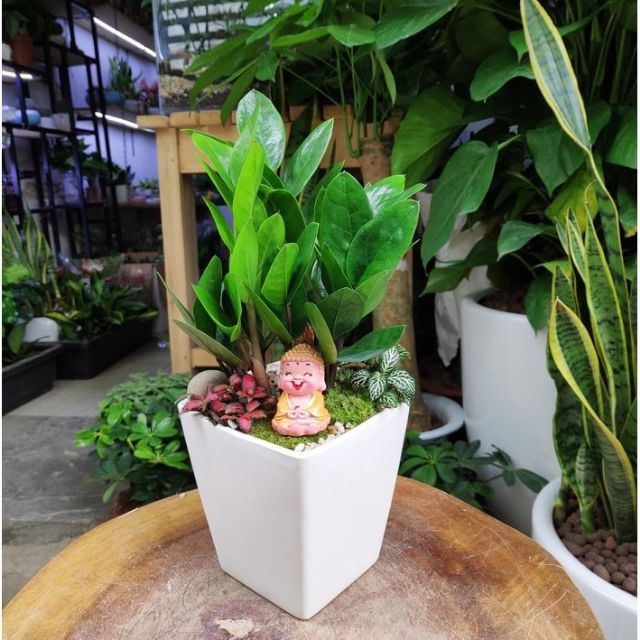 Cây Kim Tiền để bàn (cây Kim Phát Tài)