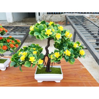 Chậu cây bonsai trang trí tết