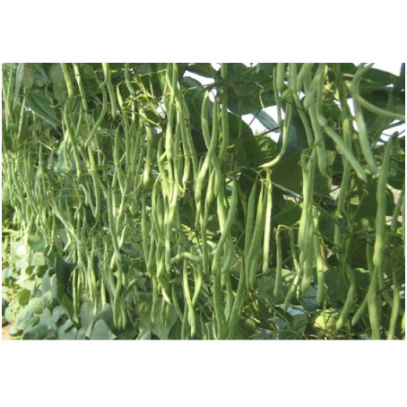 Hạt Giống Đậu Cô Ve Leo Hạt Đen - Gói 50Gr