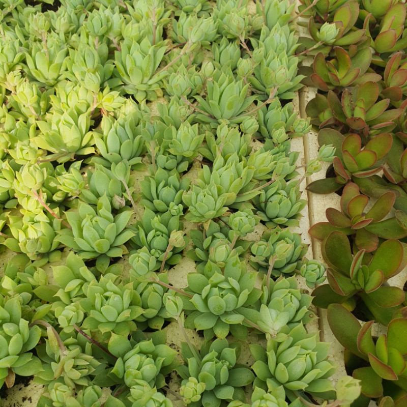 Sen Đá Dù Kim Size Mini 2.5-4cm Siêu Cute Dễ Chăm, Vườn Sen Đá PANDAA GARDEN Xứ Đà Lạt, Đã Thuần Khí Hậu, Lỗi 1 Đổi 1