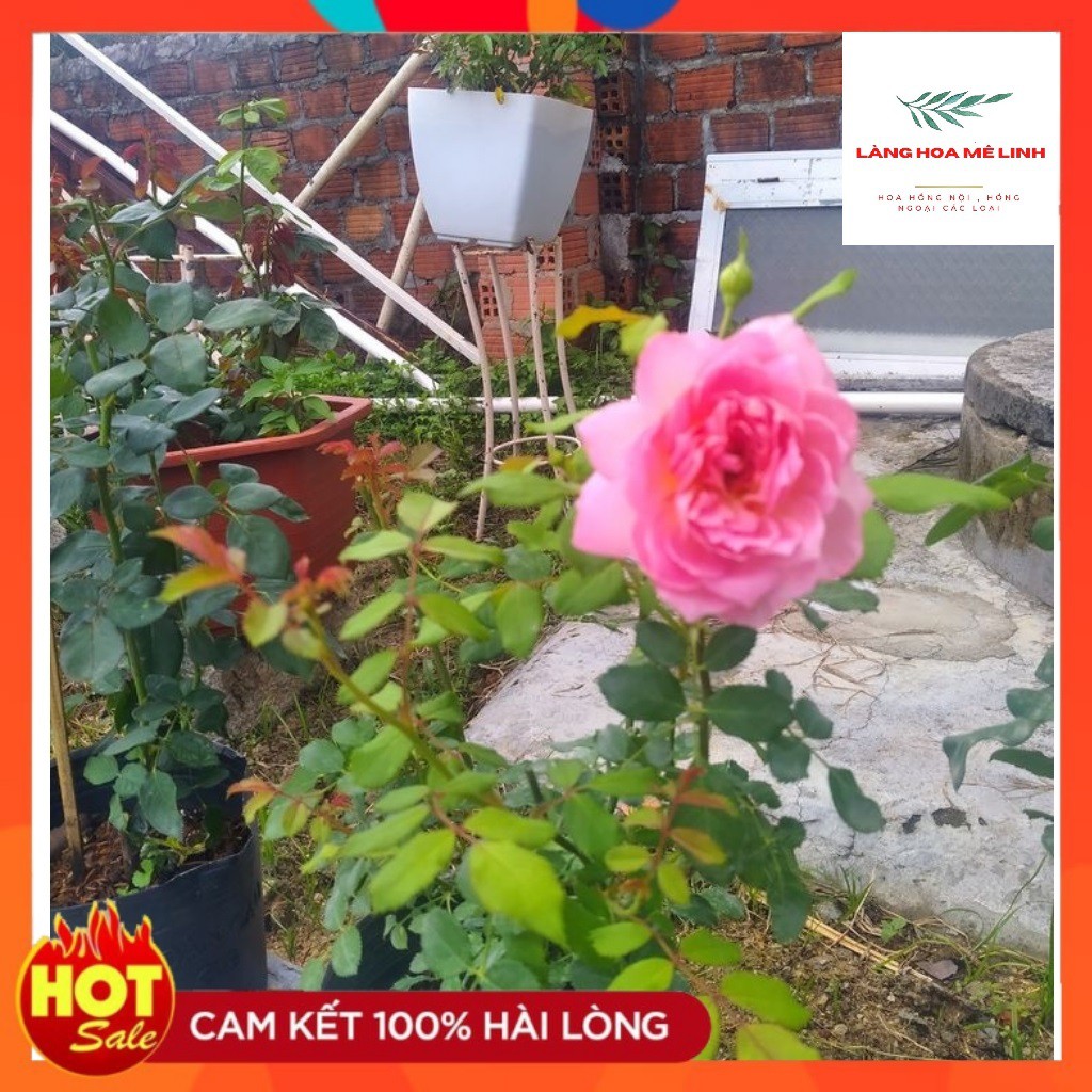 Hoa hồng ngoại Jubilee Celebration rose –[✌️BÚP  SEN TRÊN CẠN VẺ ĐẸP TUẦN TÚY✌] Bông lớn – Hương thơm đậm – Lặp tốt – Ho