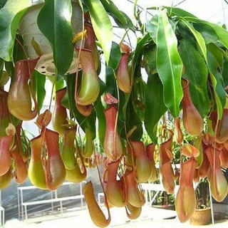 HẠT GIỐNG CÂY NẮP ẤM