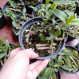 Hoa phong lan phi điệp ươm kie
