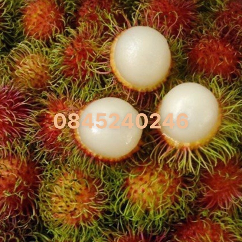 1kg chôm chôm thái loại 1 siêu ngon tươi ngọt bán giá sỉ [ CHỈ GIAO TPHCM]