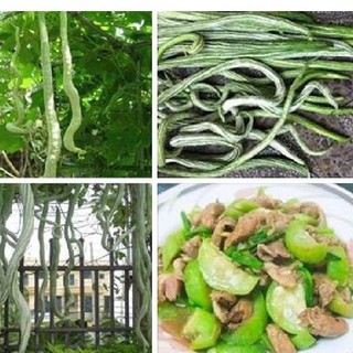 Combo 3 gói hạt giống mướp rắn - ( 3 gói )