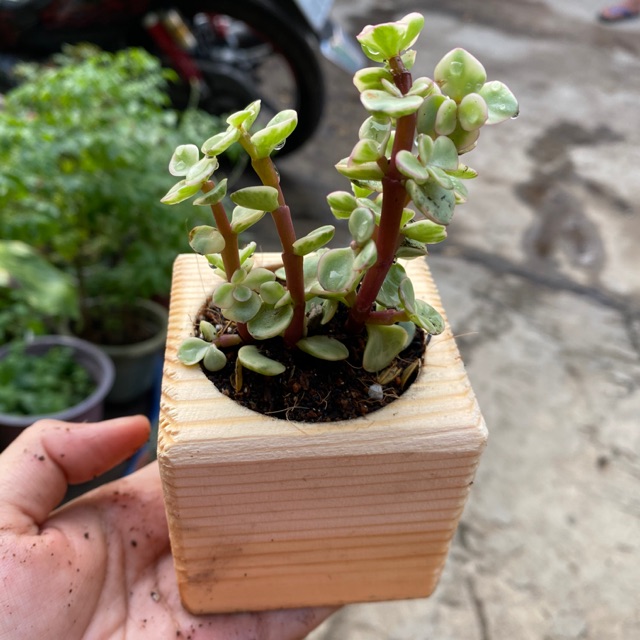 CHẬU GỖ SEN ĐÁ ĐÔ LA
