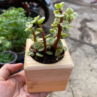 CHẬU GỖ SEN ĐÁ ĐÔ LA