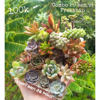 Combo 20 cây 20 loại sen vỉ size 3-5cm miko_garden lỗi 1 đền 1