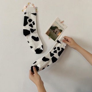 TẤT BÒ SỮA CỔ CAO