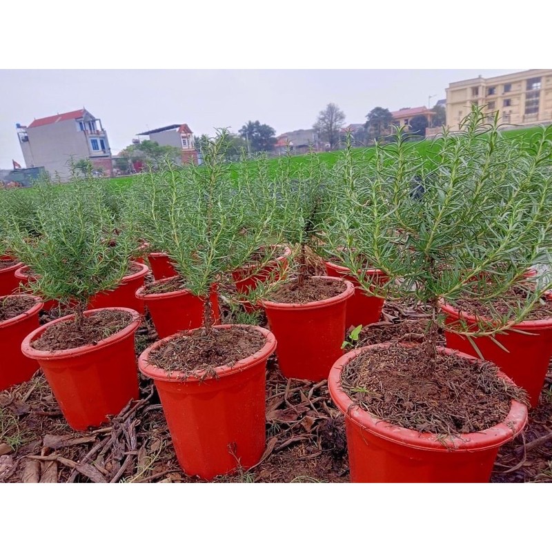 Hương thảo thân tree