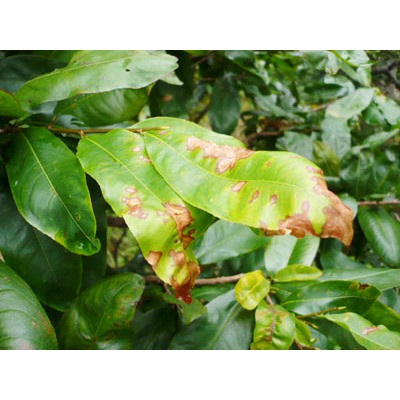 01 Gói COPPERION 77WP Trừ Thán Thư, Nấm Hồng, Rong Rêu, Tảo