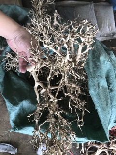 LŨA XƯƠNG CHÙM THUỶ SINH 1 kg