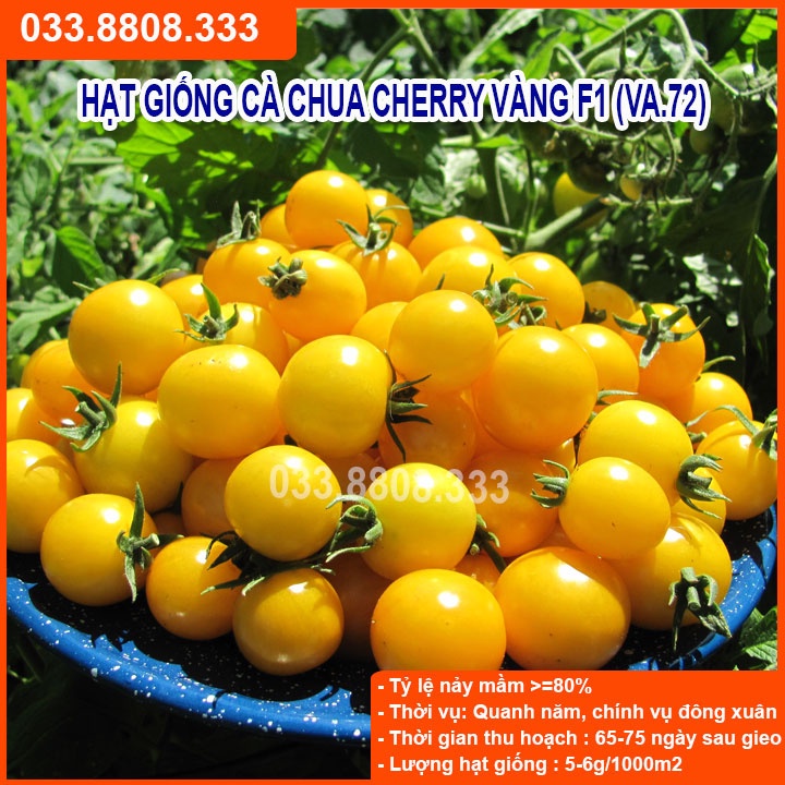 Hạt giống cà chua bi vàng ( cà chua cherry) -giống tốt trồng chậu