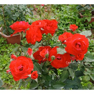 caykiengsadec cây hoa hồng lửa tặng phân bón hữu cơ