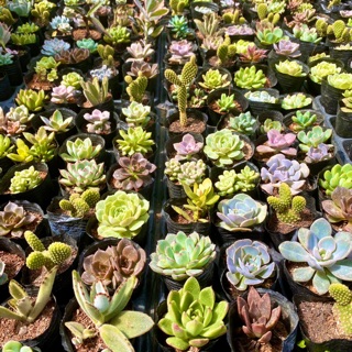 Combo 10 cây sen đá siêu xinh. Giá siêu rẻ. Sen 7-10cm