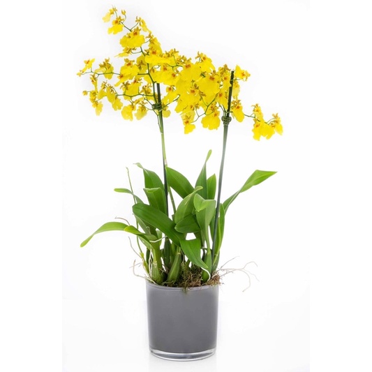 Hoa Lan vũ nữ HOA TẾT kèm phân