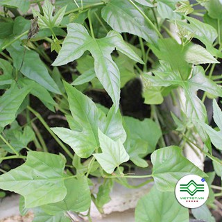 Cây chìa vôi khô 1KG - T187