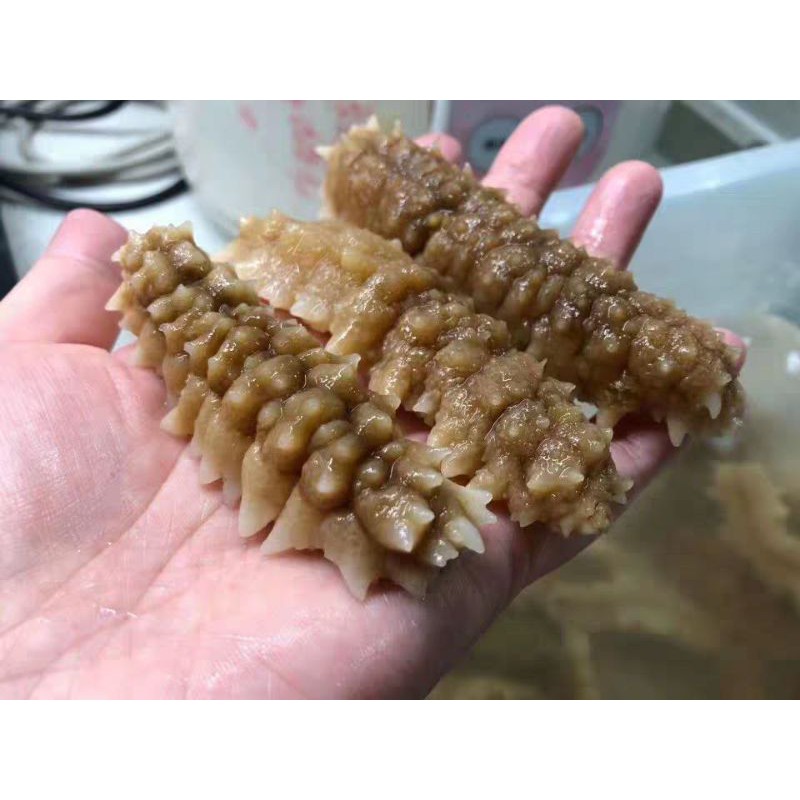 Hải Sâm Khô ( 50g ) | BigBuy360 - bigbuy360.vn