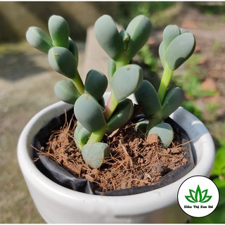 Sen Đá Tim Đà Lạt Đã Thuần Khí Hậu Size Bầu Đường Kính 4-6cm