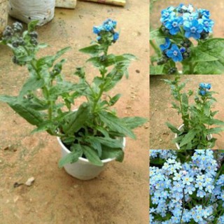 Gói 100 hạt giống hoa lưu ly xanh