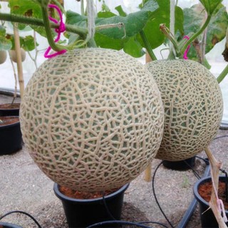 Hạt giống dưa lưới