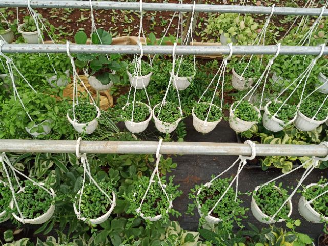 Sen hạt ngọc dài - chậu treo