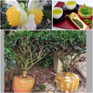 CÂY TRÀ CẢNH ( Cành tán rộng uốn lượn đẹp tự nhiên )