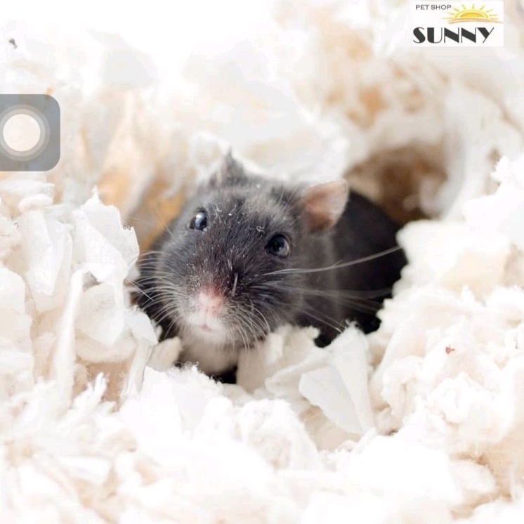 Giấy lót chuồng Jonsanty, Chipsi, Happy cho hamster