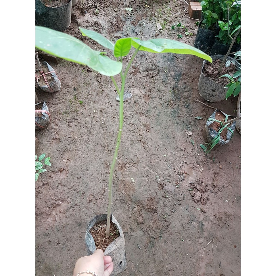 Cây giống cà chua thân gỗ chuẩn F1