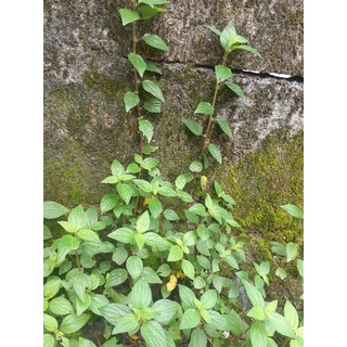 Cây giống bọ mắm/ cây dòi ho( lá xanh) 3 cây