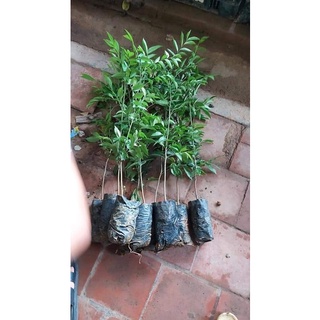 combo 5 cây mắc mật (Chuẩn giống cây trồng)