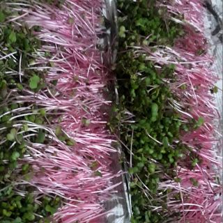 Hạt rau mầm củ cải đỏ 100g