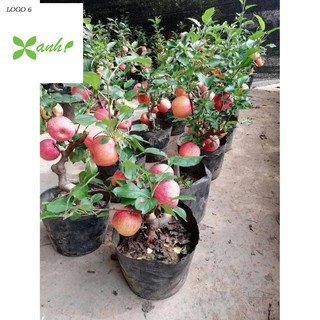 Hạt giống Táo Đỏ Lùn (15 hạt)