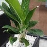 500gram Sỏi trắng trang trí bể cá - Chậu cây, tiểu cảnh
