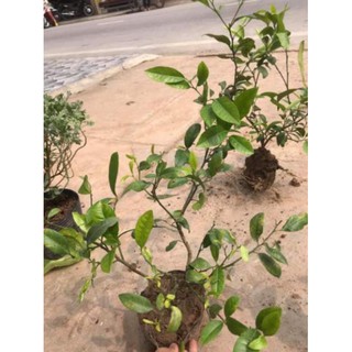 [Xả - Cắt Lỗ ] Cây Chanh Ta Giống