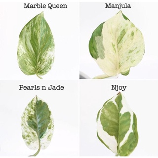 Trầu Bà Xước | Marble Queen Pothos