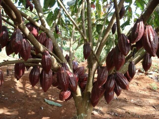 Bột cacao nguyên chất 100% không đường HuBa's Farm, bột ca cao dinh dưỡng loại1 thơm ngon tự nhiên, giảm stress hiệu quả