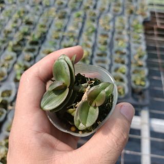 PHI ĐIỆP MÍT ĐỒNG XU HOÀ BÌNH