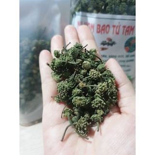 Nụ hoa Tam thất Bắc