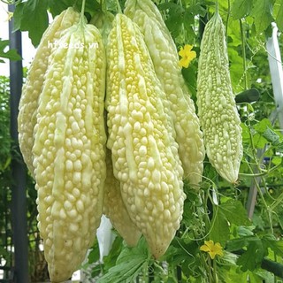 [Hạt giống Nhật Bản] Gói 5 hạt giống mướp đắng Nhật Shiro quả to và dài - tỷ lệ nảy mầm 95%