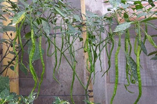 HẠT GIỐNG ỚT TÓC DÀI