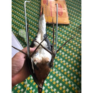 Chim quốc mồi giả