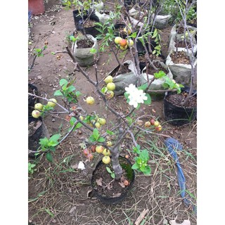 Cây giống táo xanh đang quả