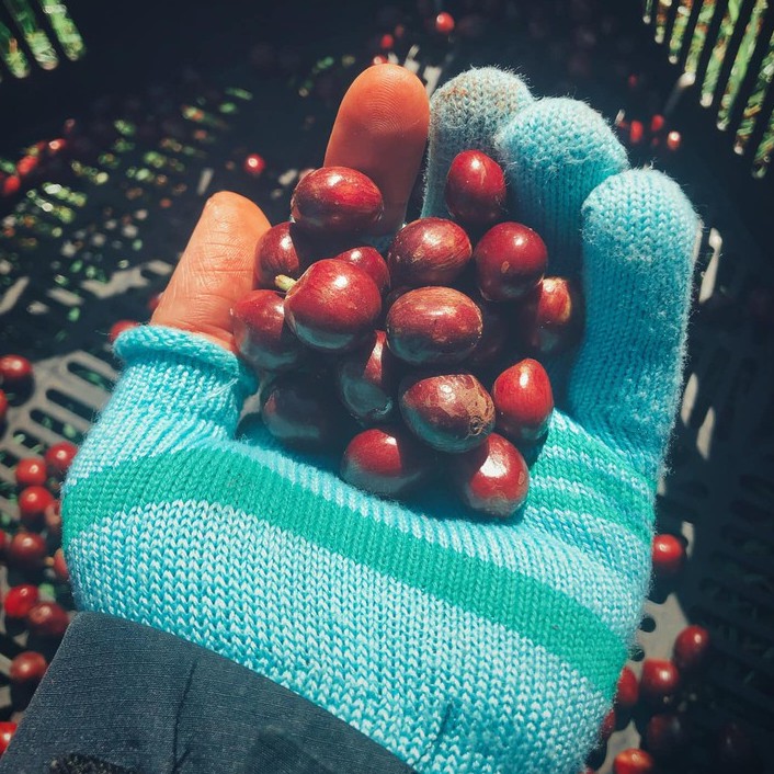 Bột cà phê special blend nguyên chất EARLY MORNING, cà phê hạt rang xay pha phin pha máy 500gr | BigBuy360 - bigbuy360.vn